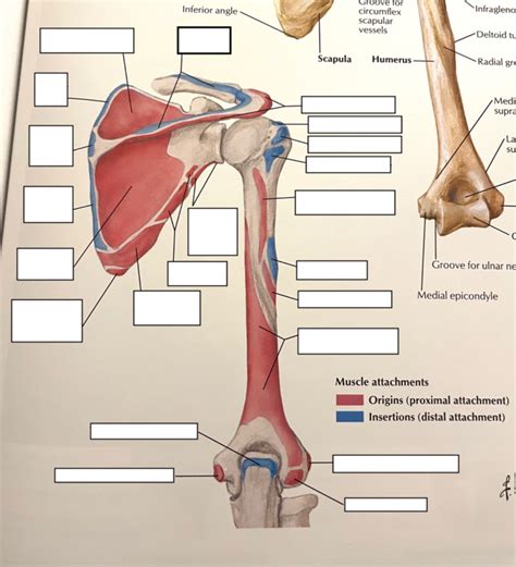 Posterior Scapular Humeral Attachments Diagram Quizlet