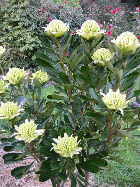 New Waratah (Telopea) Varieties | Gardening With Angus