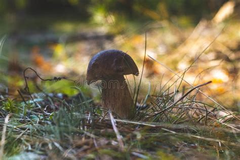 Small Porcini Mushroom Grow In Moss Stock Photo Image Of Gourmet