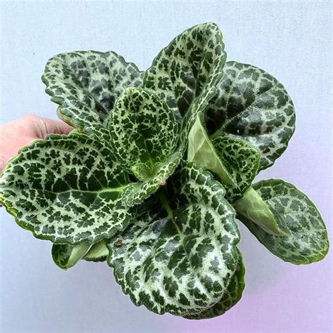 Streptocarpus Pretty Turtle | Plants, Plant leaves, Indoor plants