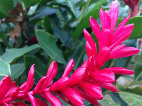 tropical flower  stock photo public domain pictures
