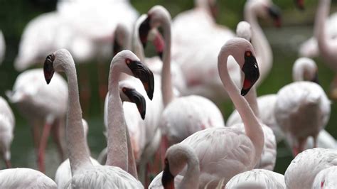 Lesser Flamingo Bird Paradise Mandai Wildlife Reserve