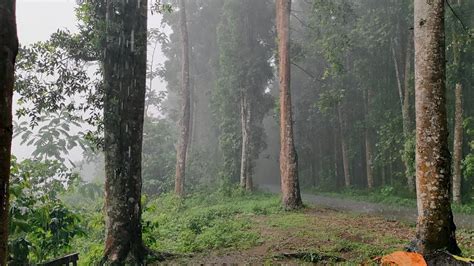 3 Hours Of Gentle Night Rain Rain Sounds For Sleeping Dark Screen To