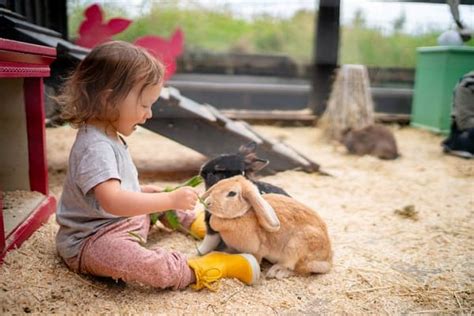 Animais De Estimação Para Crianças Como Escolher I Petlove