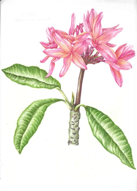 Botanical Drawing Illustration Classes Online Draw Botanical