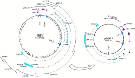 The Genetic Approach To The Epstein Barr Virus From Basic Virology To