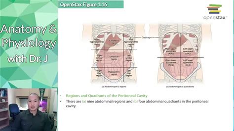 A P Phyl A P Basics Anatomical Regions Quadrants Youtube