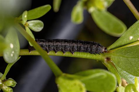 12 Indoor Houseplant Pests And Diseases Prevention Identification