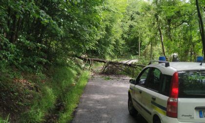 Albero Caduto In Strada E Accaduto A Balangero Via Lanzo