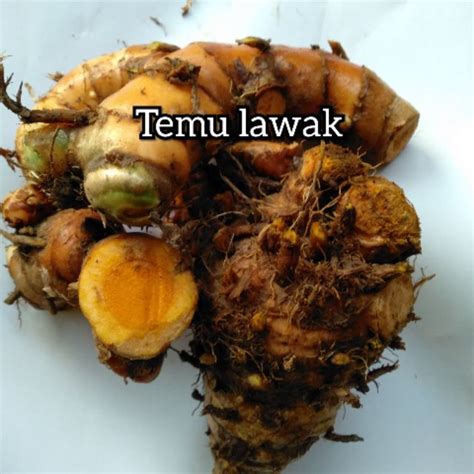 UBI RIZOM TEMULAWAK SEGAR Curcuma Xanthorrhiza Shopee Malaysia