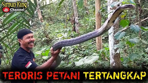 Ular Yang Paling Di Takuti Petani Sembunyi Di Kebun Salak YouTube