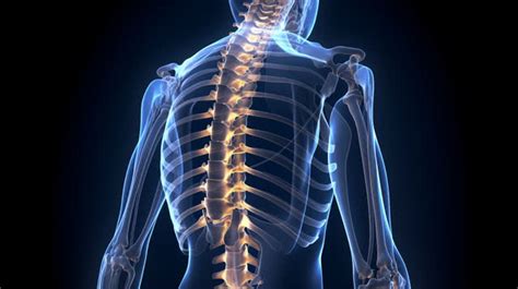 bone human skeleton vector art png     bones   human