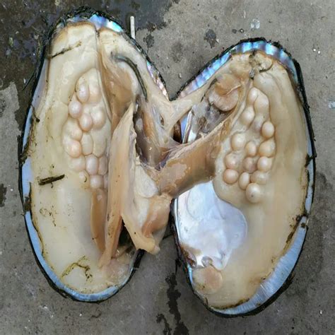 Bulk 5 Pcs Oysters Pearls Big Natural Freshwater Oyster with Pearl ...