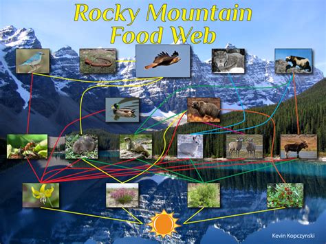 Food Chain Mountain Forest