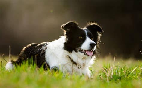 Border Collies Dog Breed Characteristics And Care