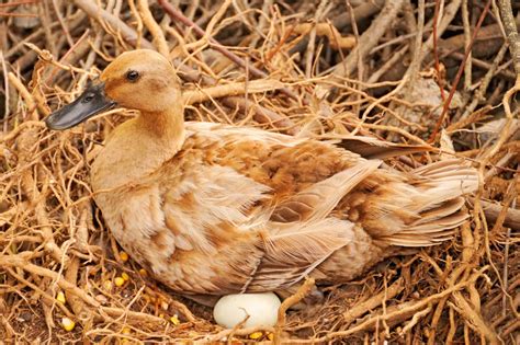 When Do Ducks Start Laying Eggs Bird Helpful