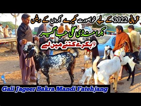 Gali Jageer Bakra Mandi Today Latest Update 20 November 2021 Bakra