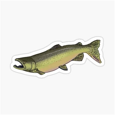 Chinook Salmon Oncorhynchus Tshawytscha Sticker For Sale By Meri