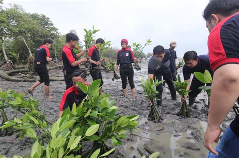 Alfamidi Tanam Bibit Mangrove Peringati Hari Gerakan Satu Juta