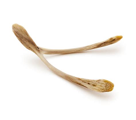 Wishbone Stock Photos, Pictures & Royalty-Free Images - iStock