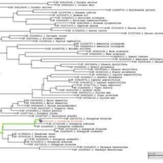 Phylogenetic Tree Generated From The Protein Sequence Alignment Of