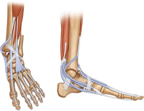 Posterior Tibial Tendonitis Exercises Sexiezpix Web Porn