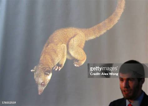 Smithsonian Announces Discovery Of A New Species Of Mammal Photos And