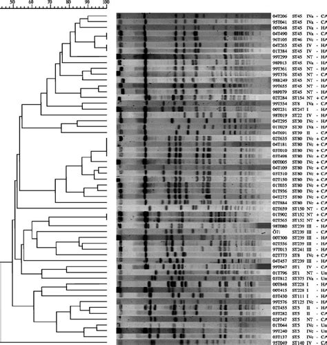 Pfge Patterns Of Smai Digested Total Chromosomal Dna Isolate