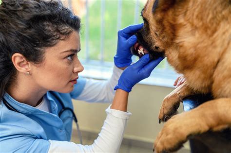 Gingiva Squamous Cell Carcinoma in Dogs: Symptoms, Causes, & Treatments ...