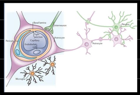 Intro To Neuroscience Exam Flashcards Quizlet