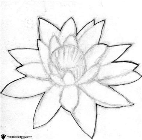 How To Draw A Water Lily Finalprodigy