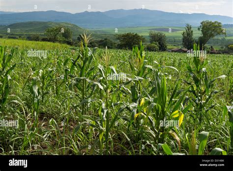 Maize Field Below Nandi Hills Hi Res Stock Photography And Images Alamy