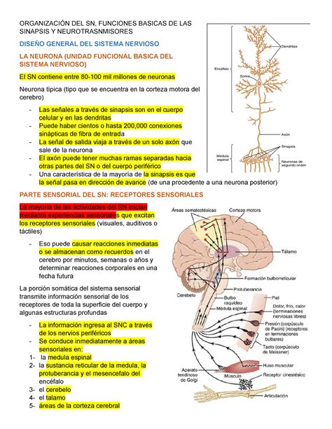 Disen O General Del Sistema Nervioso Organizaci N Del Sn Funciones