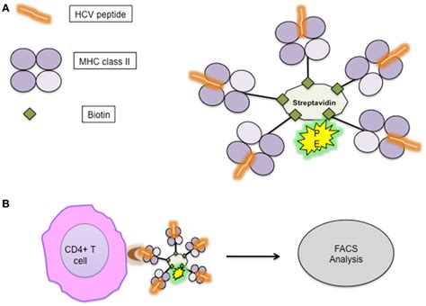 Frontiers Methodologies For The Analysis Of Hcv Specific Cd4 T Cells