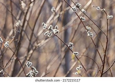 202 American Pussy Willow Royalty Free Images Stock Photos Pictures