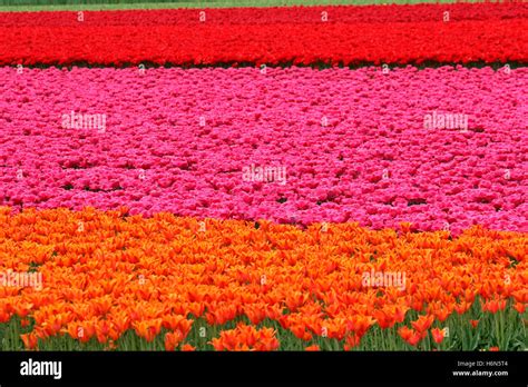 blumenfelder  res stock photography  images alamy