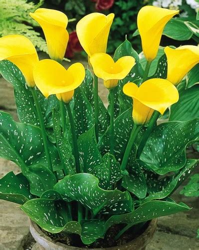 Zantedeschia Solo Calla Lily Bulwa Wild Lilly Cebulki