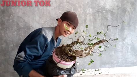 Bonsai Serut Cara Membuat Bonsai Serut YouTube