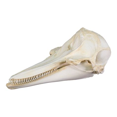 Replica Short Beaked Common Dolphin Skull For Sale Skulls Unlimited