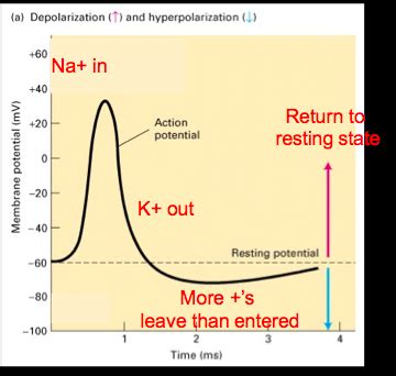 Action Potential Flashcards Quizlet