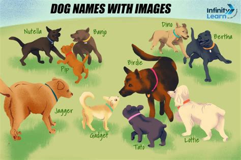 List of Unique Dog Names for Male and Female English and Indian Names