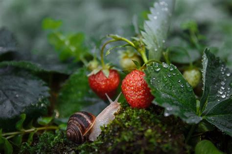 Comment protéger les fraises des limaces Les trucs qui fonctionnent