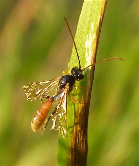 Ichneumon Wasp - Life and Opinions - Life and Opinions