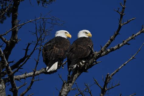 5 Mitos Burung Elang Dipercaya Sebagai Hewan Terdekat Tuhan