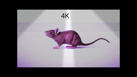 Rat Spining in 4K - YouTube