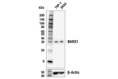 Barx1 F2k3k Rabbit Mab Cell Signaling Technology