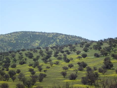 Matorral | Plains landscape, Summer drought, Perennial grasses