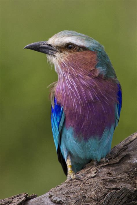 Lilac Breasted Roller I Am So Beautiful