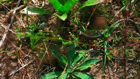 Snake Crawling On The Grass Snakes Craw Stock Video Pond