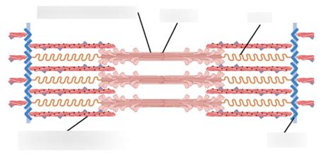 Sarcomere Diagram Diagram Quizlet